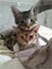 Birdie and Pixie